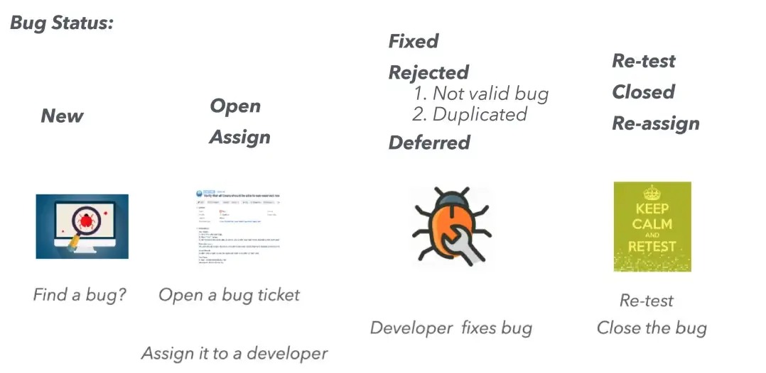 bug life cycle infographic